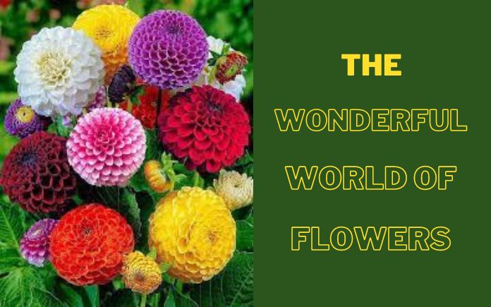 wonderful world of flowers